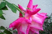 Frogs Taking over the Rose Bush